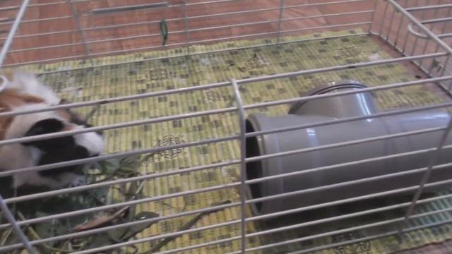 ЗНАКОМСТВО МОРСКИХ СВИНОК /КАК ИХ ПОЗНАКОМИТЬ смотреть онлайн