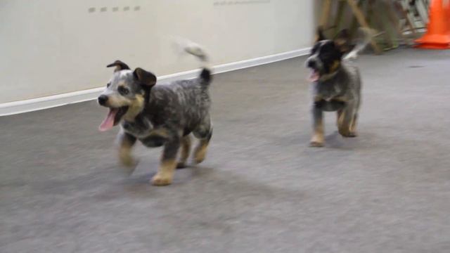 Australian cattle dog.