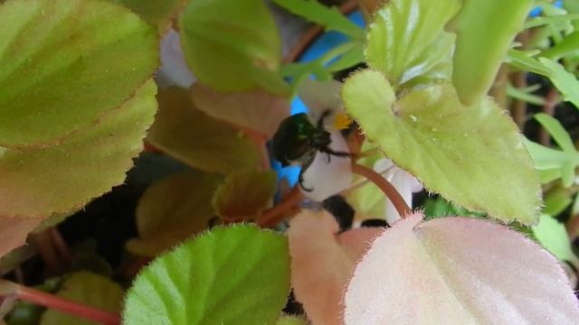 Жук- бронзовка