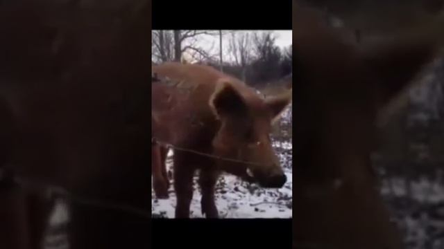электропастух для свиней от диких кабанов #shorts смотреть онлайн