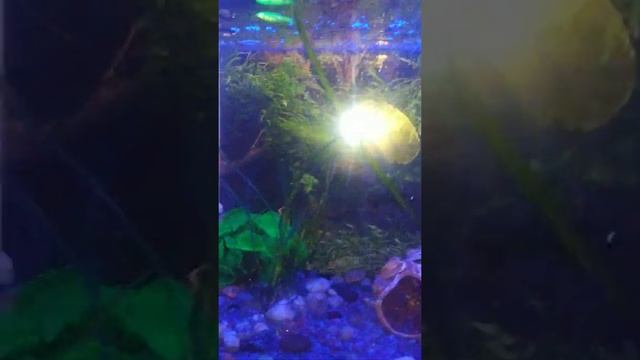 аквариумистика, внешний фильтр своими руками смотреть онлайн