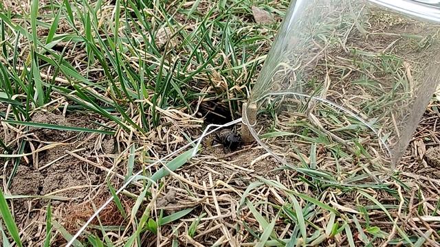 Поймал странное насекомое котрое живет в норе! смотреть онлайн