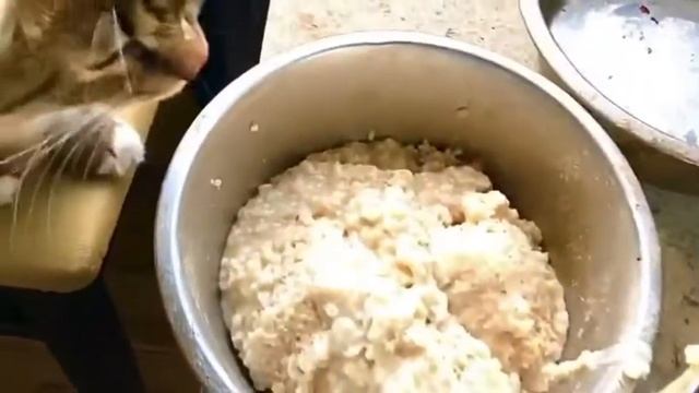 Как кот Куница помогает накормить овчарку Леди и терьершу Лотос - весёлый ужин для собак смотреть онлайн