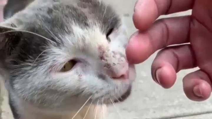 Привёл бездобного котика домой смотреть онлайн