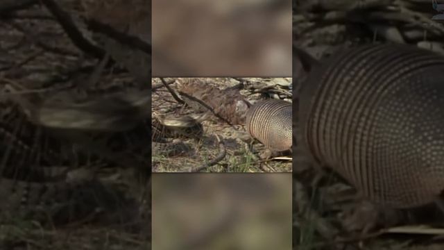 Змея Против Броненосца смотреть онлайн