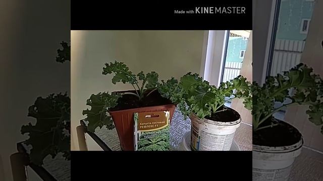 Новый стеллаж для рассады + обзор листовой капусты смотреть онлайн