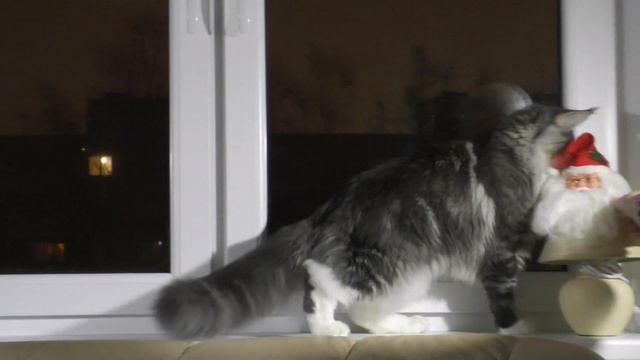 Main Coon Feromon 6 месяцев встречает новый 2019 год смотреть онлайн