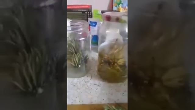 СОСНОВЫЕ ВЕТОЧКИ ДЛЯ ЧИСТКИ СОСУДОВ И ПОДНЯТИЯ ИММУНИТЕТА смотреть онлайн