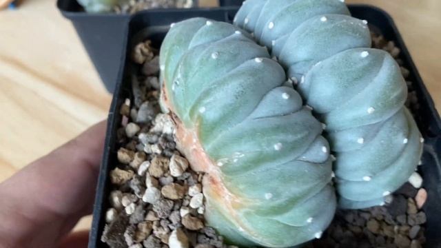 Lophophora Williamsii, Diffusa and Fricci Crested смотреть онлайн