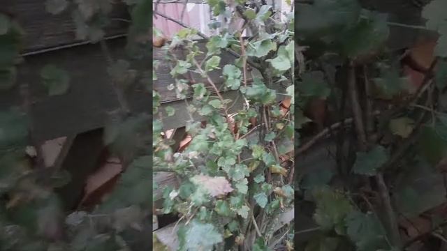 Йошта осенью и уход за ней . смотреть онлайн