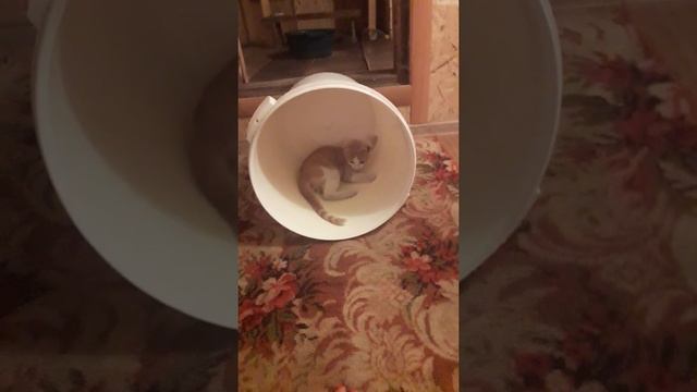 крутится как белка в колесе смотреть онлайн