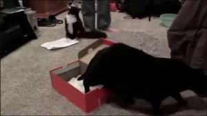 ТОП РЕАКЦИИ КОТОВ И СОБАК НА ПУКИ! 😂