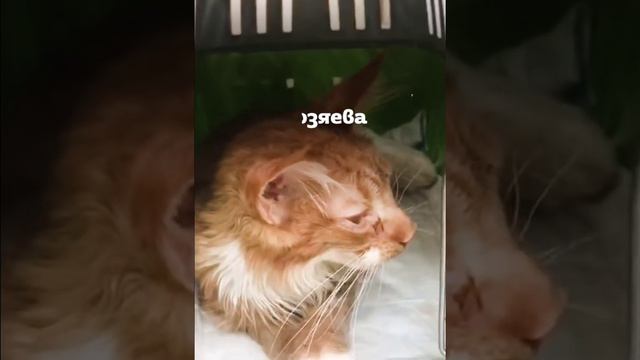 Редкая болезнь очень быстро поражает иммунную систему бедного котёнка... смотреть онлайн