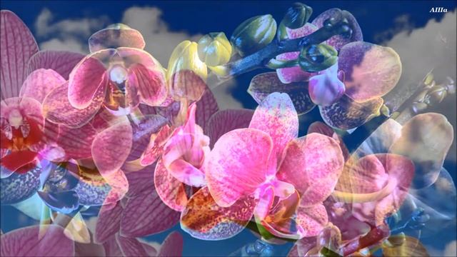 С днём Рождения,АЛЬБИНА !!! смотреть онлайн