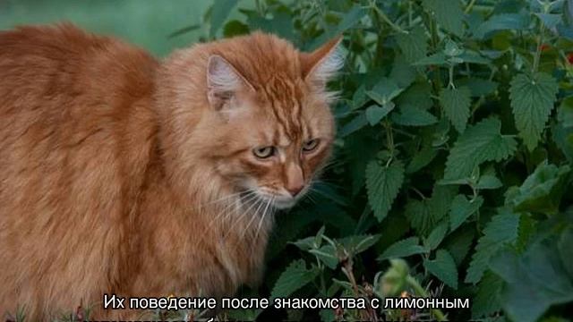 Уход и выращивание растений в открытом грунте