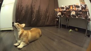 Дрессировка щенка. Вельш Корги Пемброк. 3-4 месяца