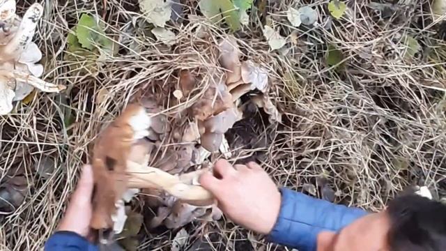 тихая охота столько грибов я ещё не находил смотреть онлайн