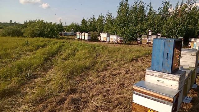 Спелый мёд, от правильных пчел. смотреть онлайн