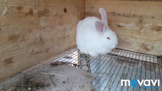 Кролики. Понос у кролика вылечили. Чем? Привезли комбикорм - напросилась на кролиководческую ферму. смотреть онлайн