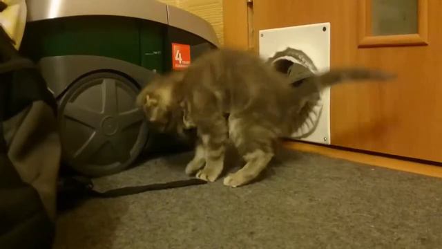Скотч и попа. смотреть онлайн