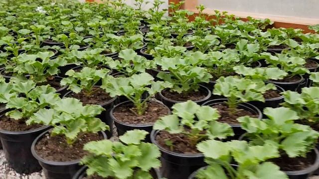Пеларгония от черенка до цветка ЧАСТЬ 3 смотреть онлайн