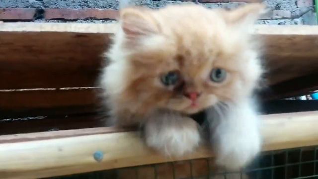 Are Persian Cats Friendly? How Much Is A Persian Cat? смотреть онлайн