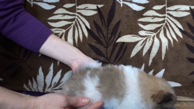 Щенки пати шпица смотреть онлайн