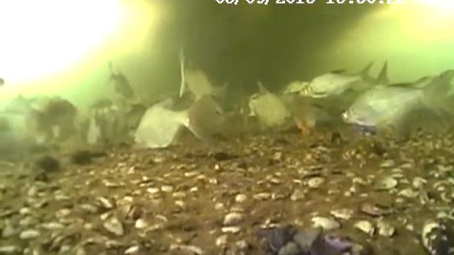 Подсмотрено Водоглазом.Тень и рыбы смотреть онлайн