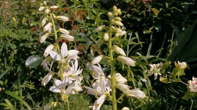 Dictamnus albus albiflorus (Dittany). A very fragrant plant with lemon scented flowers for USDA 8 смотреть онлайн
