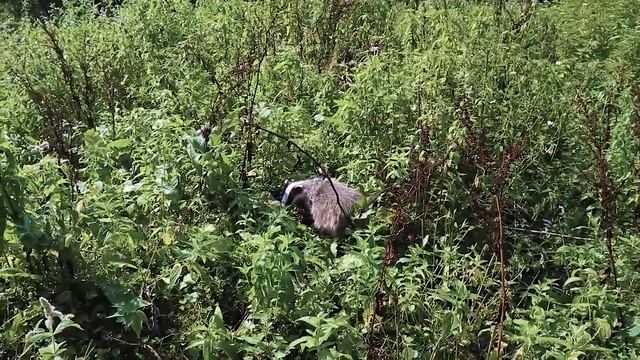 Псебай Кировский Никитино встретил НЕГРИТЕНКА Наступил на БАРСУКА путешествия природа Кавказ горы смотреть онлайн