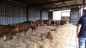 Откорм быков из калмыкии