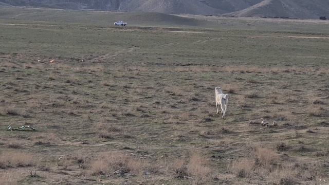 приотарные собаки Туркмения! Туркменский Волкодав - Aboriginal Dog Alabai смотреть онлайн