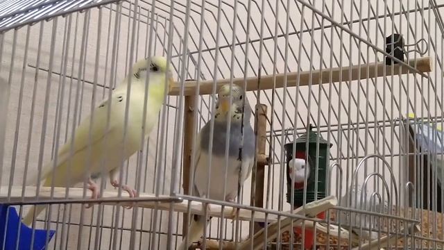 Веселое пение для попугайчиков. Волнистые попугаи Тоша и Ксюша. смотреть онлайн