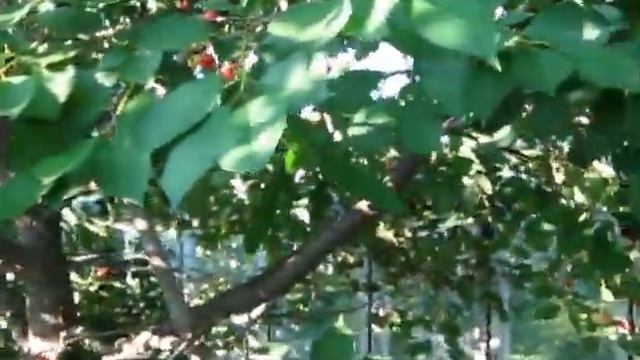 Мои вишни начали поспевать Что необходимо сделать, чтобы вишни хорошо плодоносили смотреть онлайн