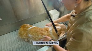 Корги линяет! Линька у собак - это ЖЕСТЬ! Экспресс линька - простой способ избавиться от шерсти.