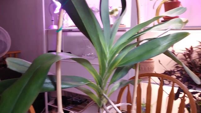 Ангрекум Angraecum Bosseri Angraecum Sesquipedale (Darwin's Orchid)
