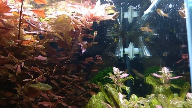 бой самцов расбора бригитта смотреть онлайн