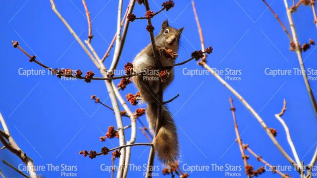 Squirrel eating food royalty free photos смотреть онлайн