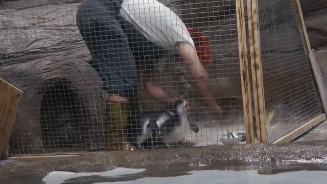 Кормление маленьких пингвинов в нашем зоопарке. смотреть онлайн