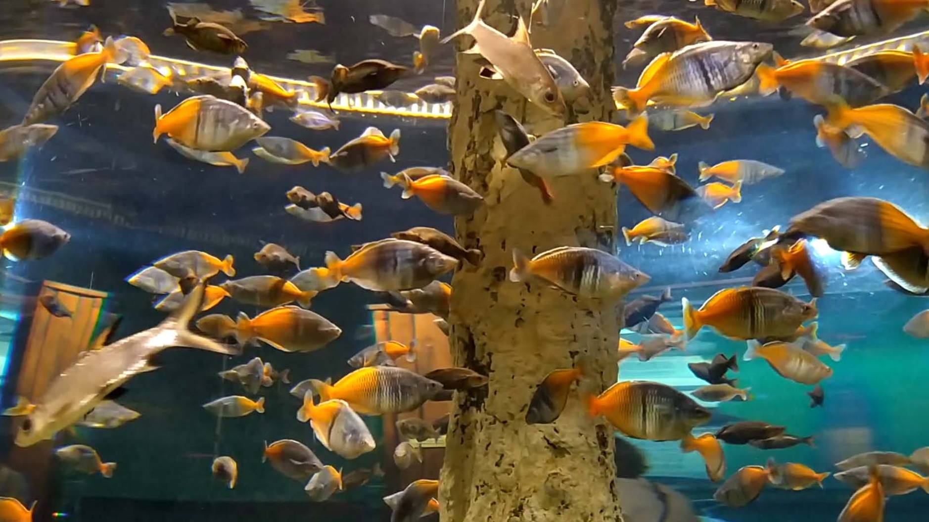 В Океанариуме Санкт-Петербурга смотреть онлайн