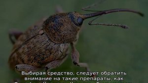 Цветоед на яблоне: как бороться
