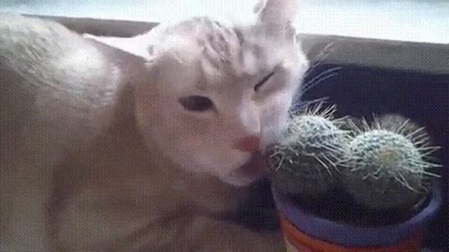 Вот как выглядит выражение и хочется, и колется!)))) смотреть онлайн