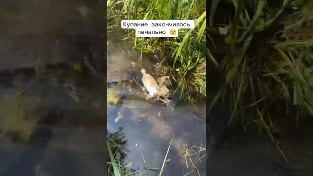 Зачем так делать ?#чихуахуа #собака #купание #животные смотреть онлайн