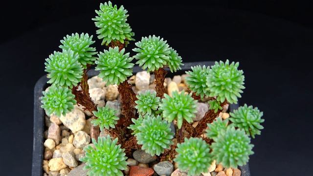 Sedum Multiceps