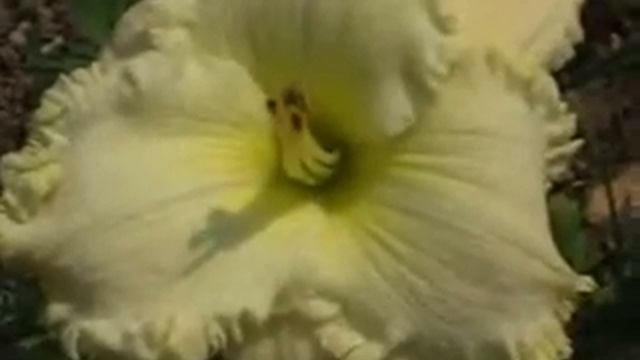 Лилейник daylily LACY ALL OVER смотреть онлайн