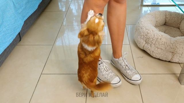 ЦЕННЫЕ ГАДЖЕТЫ И ЛАЙФХАКИ ДЛЯ ВЛАДЕЛЬЦЕВ ДОМАШНИХ ЖИВОТНЫХ смотреть онлайн