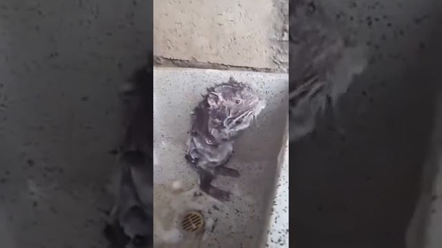 Крыса купается в душу как человек смотреть онлайн