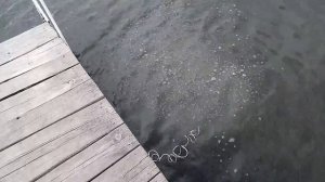 Самодельная ловушка для рыбы и рака  катиска и крылан.