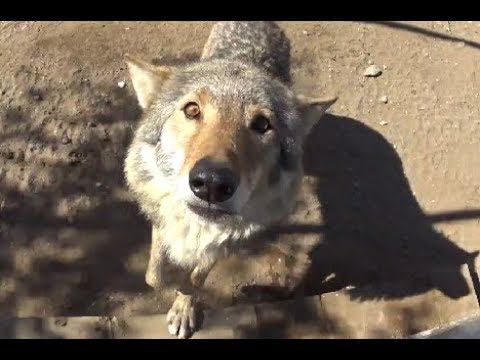 Серые Волки в Гродненском Зоопарке 2018 смотреть онлайн