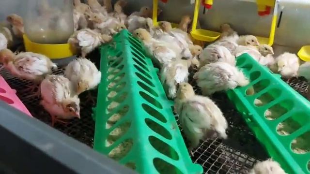 Перепела Белый ГИГАНТ вес в 7 дней. смотреть онлайн